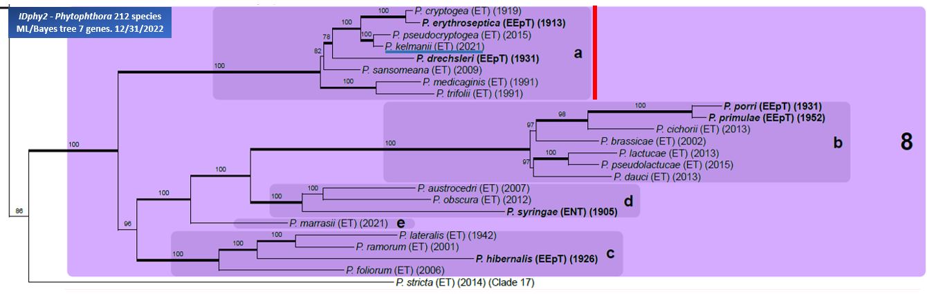    Phytophthora  spp. in subclade 8a:  portion of the seven-loci ML phylogeny featuring the type cultures of 212 described species (by T. Bourret). Notice the position of   P. kelmanii  Ex-type CBS 146551 . Gloria Abad, USDA Samp;T.

